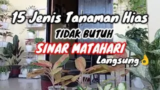 15 Tanaman Hias Tidak butuh SINAR MATAHARI langsung❗ alias minim cahaya || cocok dalam Ruangan👌