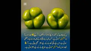 شملہ مرچ میل فیمیل ،،،،،،