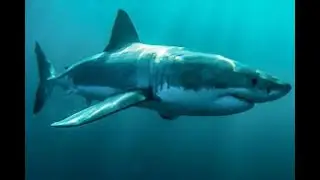 Do Sharks Really Die if They Stop Swimming?