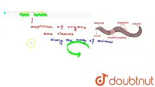 Define metameric segmentation. | CLASS 11 | ANIMAL KINGDOM | BIOLOGY | Doubtnut