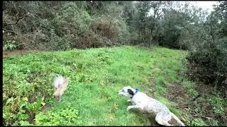 chasse au faisan avec setter anglais (REG)
