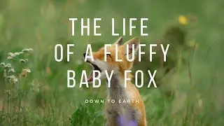 Life of a Baby Fox