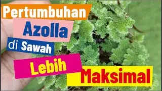 pertumbuhan azolla di sawah lebih bagus