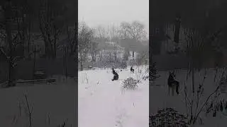 С утрой 1 января,други🐾🐾🐾 #вео #восточноевропейская#двеовчарки #goldaward #шуточное #1января