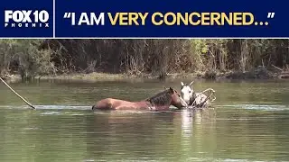 Groups vying to manage Salt River wild horses | FOX 10 Phoenix
