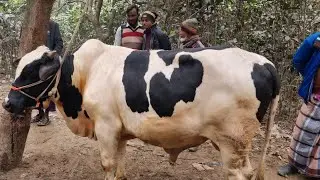 @আজ ২৭ ডিসেম্বর ২৫ | ক্রস,ফ্রিজিয়ান ষাঁড় বাছুর গরুর দাম | আফতাবগঞ্জ হাট | দিনাজপুর 