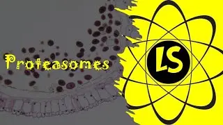 Proteasomes