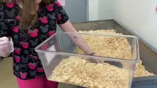 How to clean a hamster cage