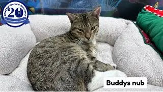 Buddy's Nub