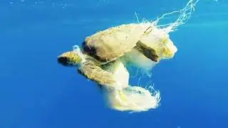 Environmental Health Issue Plastic Pollution in Oceans