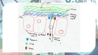 How mucus builds up in cystic fibrosis and why salty sweat? (Part 1)