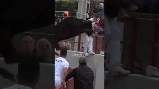 😱➡️ Souvenir de l'impressionnante envol&eacute; du taureaux de la manade Lautier &agrave; st etienne du gr&egrave;s 💥🔥