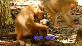 AMAZING MONKEY ROSE DID MISTREATED TO HER BABY BABY REX SO HARD FRONT PAPA KING MAX |