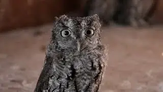 Baby Screech Owl: Animal R&R
