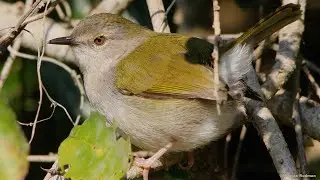 Green-backed Camaroptera's many bleating calls