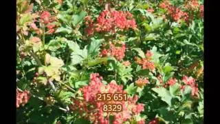 American Cranberrybush Viburnum trilobum    Pl 11998