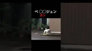 4と吠える犬にクイズ