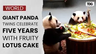 Panda Twins He Hua and He Ye Turn Five With Lotus Themed Party | The Daily Guardian