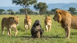 Tired Old Baboon Gives Up to Lions, What Happens Next Is Heartbreaking!
