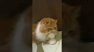 JELOUSY ATTACK🐈Fey fey and  Tiger🐈