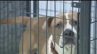 Animal Charity seeks government support to avoid cuts