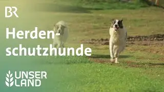 Herdenschutzhunde | Unser Land | BR Fernsehen