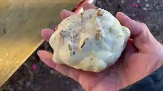 20250101 食用ユリ根の植え付け