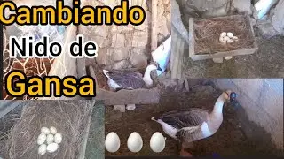 Cambiando nido de gansa con huevos 🥚🥚🥚🥚🦢👈😊