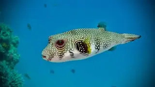 Arothron Hispidus Saltwater Puffer