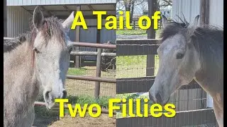 A Tail of Two Fillies Part 8  Laying Down