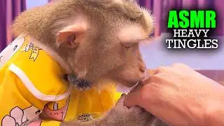 Heavy Tingles | No Talking Monkey ASMR Grooming & Tapping for Undisturbed Deep Sleep