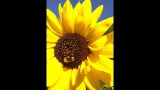 Build a Bird and Bee Fountain