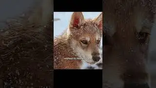 The boy placed his hand near the wild wolf's mouth, urging it to bite while it was still fresh.