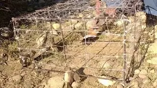 Quike Bird Trap | How To Make Bird Trap Foot Mountain |  Easy Best Bird Trap That Work 100% |