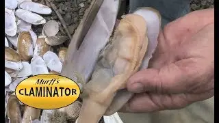 How to clean razor clams with a knife...fast!