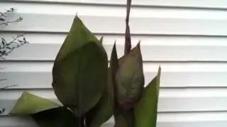 Tropical Red Canna Has Huge Leathery Leaves!