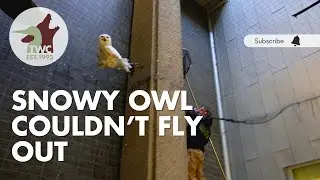 Snowy owl trapped between Toronto buildings