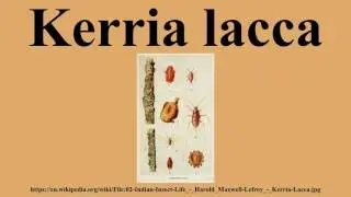 Kerria lacca