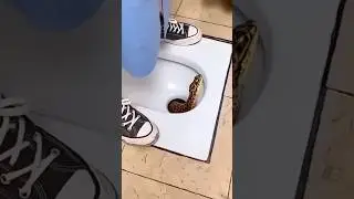 Anti-Smell Squat Toilet Plug Magnetic Stopper😱#shortsvideo #gadgets #toilet