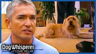Dangerous Sheepdog Mix Requires URGENT Help | Full Episode | Dog Whisperer with Cesar Millan