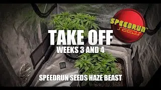 TAKE OFF - SPEEDRUN SEEDS HAZE BEAST WEEKS 3-4