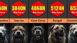 Dog Bite Force Comparison (in Newtons) &ndash; Strongest Dog Breeds Ranked