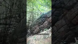 Kepala Naga di Dunia Nyata #shorts