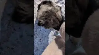 Ніжна песиня 🩷