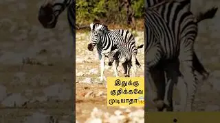 குதிக்க முடியாத ஒரே விலங்கு | Amazing Animal Fact🙂 #elephant #truefacts #tamilshorts