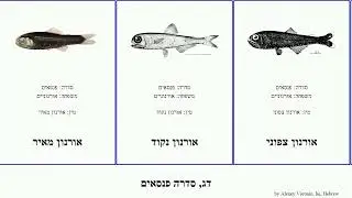 דג, סדרה פנסאים אורנון fish pan josh גדול־פה כהי אורנונים תמסחי אורנוניים Myctophiformes סנטר כנפי