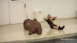 Animals Workout Mix II Funny Animals Working Out Compilation II Funny animals