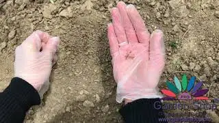 Como plantar semillas de dedalera Digitalis purpurea