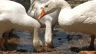 KAZ HİNDİ TAVUK VE ÖRDEK BİRARADA YAŞARMI..