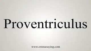 How To Say Proventriculus
